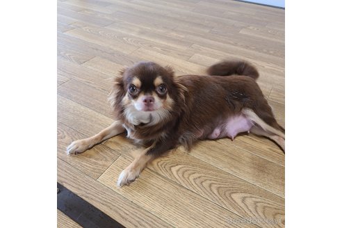 プリンちゃん1枚目