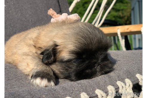 成約済の大分県のペキニーズ-244303の8枚目