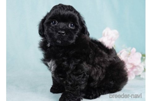 成約済の千葉県のミックス犬-246656の2枚目