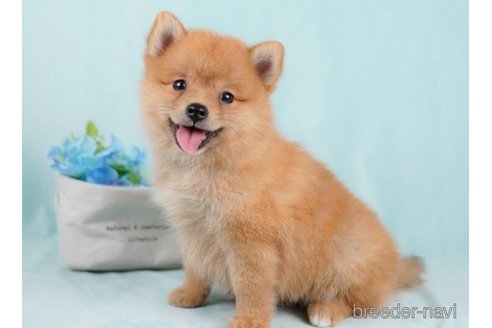 成約済の千葉県のミックス犬-246659の1枚目
