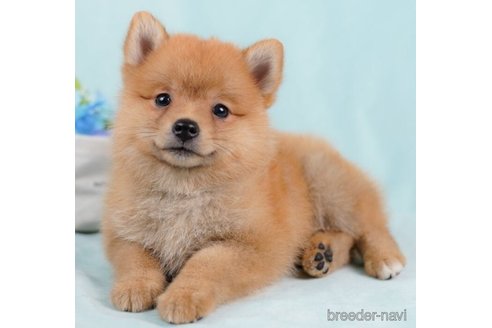 成約済の千葉県のミックス犬-246659の3枚目