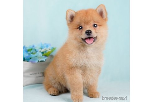 成約済の千葉県のミックス犬-246659の5枚目