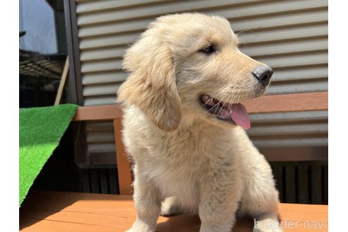 成約済の茨城県のゴールデンレトリーバー-244131の8枚目