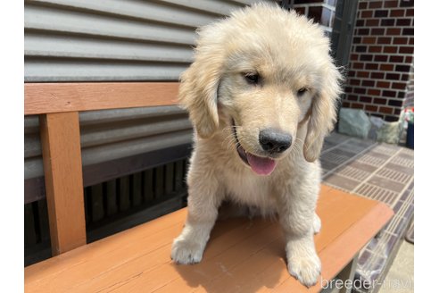 成約済の茨城県のゴールデンレトリーバー-244131の6枚目