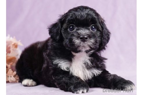 成約済の千葉県のミックス犬-246677の6枚目
