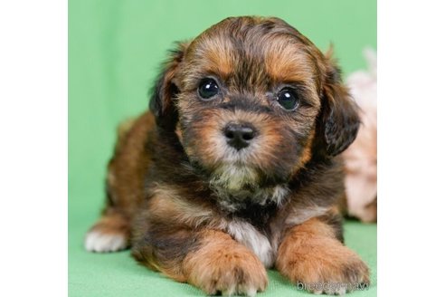 成約済の千葉県のミックス犬-246682の4枚目