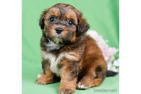 成約済の千葉県のミックス犬-246682の5枚目