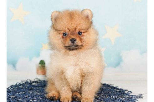 成約済の千葉県のポメラニアン-246686