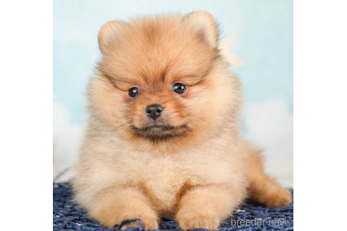 成約済の千葉県のポメラニアン-246686の5枚目