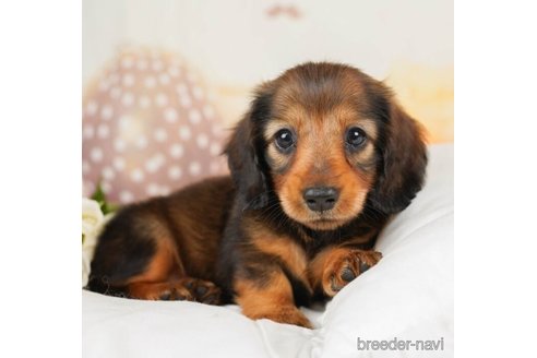 成約済の千葉県のミニチュアダックスフンド(ロングヘアード)-246687