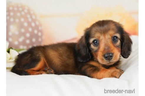 成約済の千葉県のミニチュアダックスフンド(ロングヘアード)-246687の4枚目