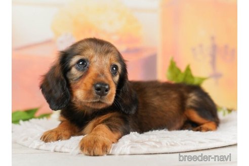 成約済の千葉県のミニチュアダックスフンド(ロングヘアード)-246687の5枚目