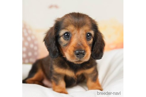 成約済の千葉県のミニチュアダックスフンド(ロングヘアード)-246687の3枚目