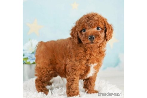 成約済の千葉県のトイプードル-246688の3枚目