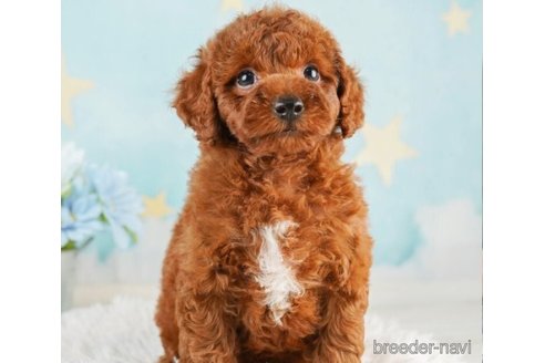 成約済の千葉県のトイプードル-246688の4枚目