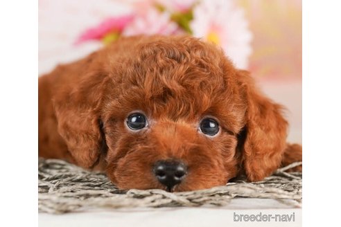 成約済の千葉県のトイプードル-246700の4枚目