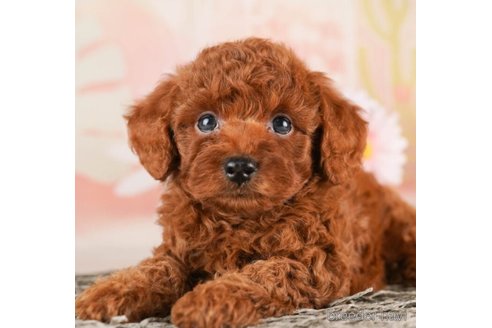 成約済の千葉県のトイプードル-246700の5枚目