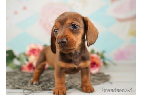 成約済の千葉県のミニチュアダックスフンド(スムースヘアード)-246705の1枚目