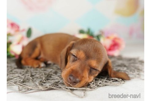 成約済の千葉県のミニチュアダックスフンド(スムースヘアード)-246705の4枚目