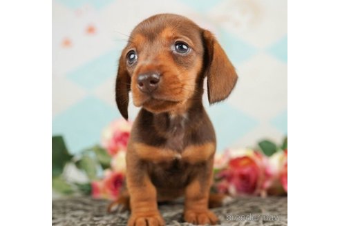 成約済の千葉県のミニチュアダックスフンド(スムースヘアード)-246705の3枚目