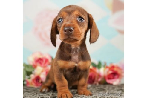 成約済の千葉県のミニチュアダックスフンド(スムースヘアード)-246705の5枚目