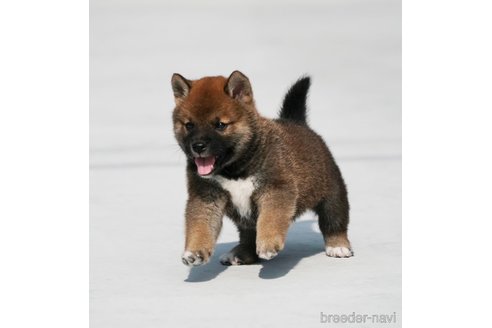 成約済の愛媛県の柴犬-246708の1枚目