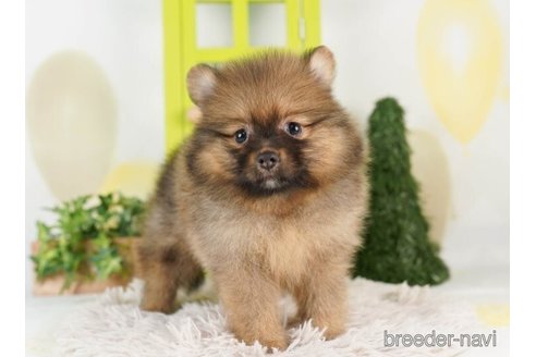 成約済の千葉県のポメラニアン-246707の1枚目