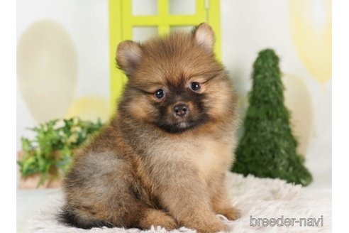 成約済の千葉県のポメラニアン-246707の3枚目