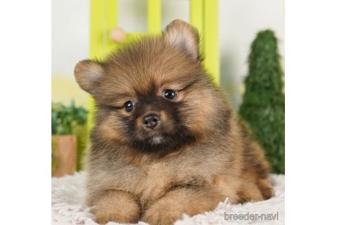 成約済の千葉県のポメラニアン-246707の4枚目