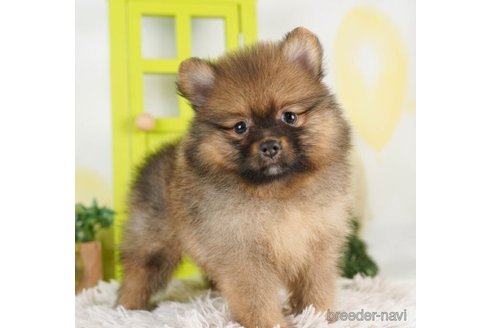 成約済の千葉県のポメラニアン-246707の5枚目