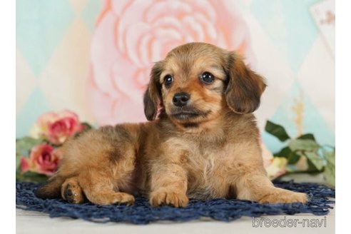 成約済の千葉県のチワックス:チワワ×ミニチュアダックスフンド-246709の5枚目