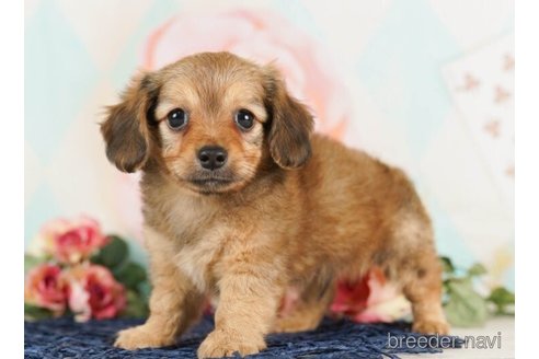 成約済の千葉県のチワックス:チワワ×ミニチュアダックスフンド-246709の3枚目