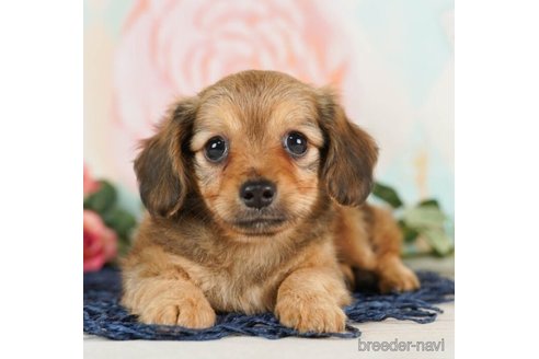 成約済の千葉県のチワックス:チワワ×ミニチュアダックスフンド-246709の4枚目