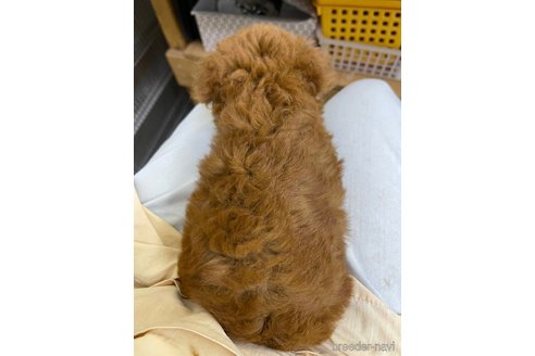成約済の千葉県のトイプードル-246711の19枚目