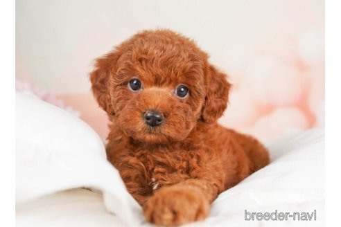 成約済の千葉県のトイプードル-246714