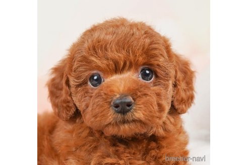 成約済の千葉県のトイプードル-246714の4枚目