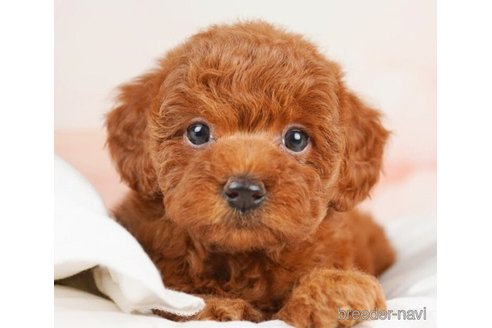 成約済の千葉県のトイプードル-246714の5枚目