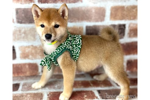 成約済の福岡県の豆柴-241253の2枚目