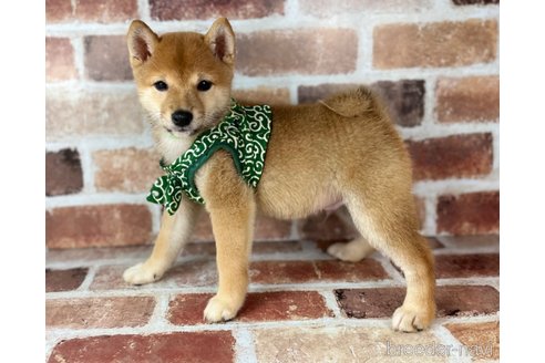 成約済の福岡県の豆柴-241253の3枚目