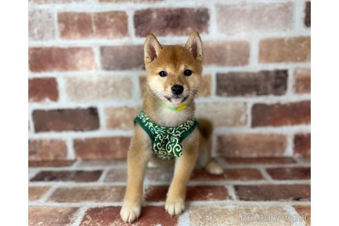 成約済の福岡県の豆柴-241253の4枚目