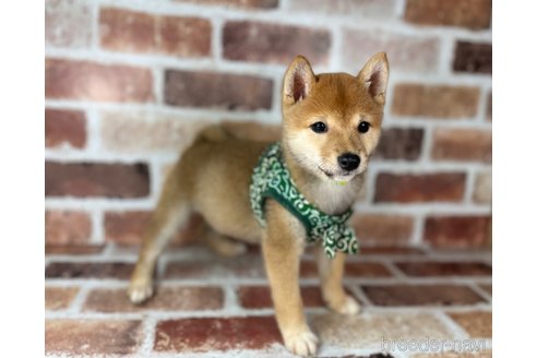 成約済の福岡県の豆柴-241253の5枚目