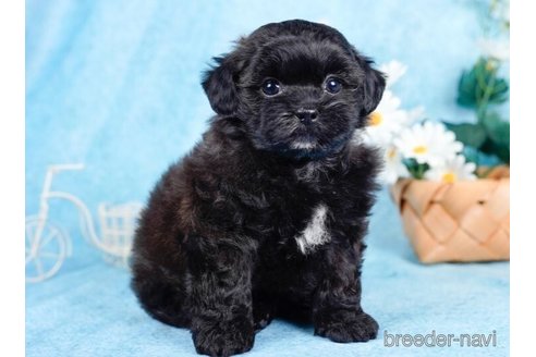成約済の東京都のミックス犬-246719の4枚目