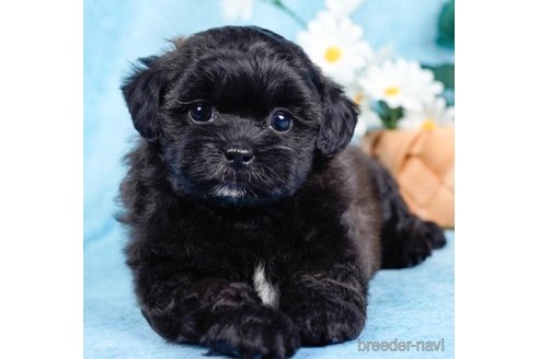 成約済の東京都のミックス犬-246719の5枚目