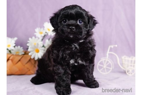 成約済の東京都のミックス犬-246730の3枚目