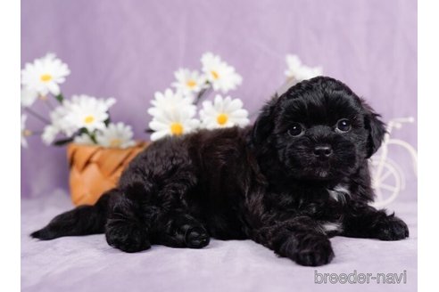 成約済の東京都のミックス犬-246730の5枚目