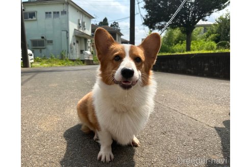 成約済の千葉県のウェルシュコーギーペンブローク-246753の7枚目