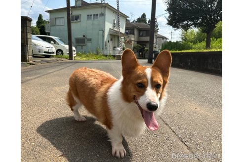 成約済の千葉県のウェルシュコーギーペンブローク-246753の8枚目