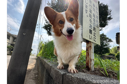 成約済の千葉県のウェルシュコーギーペンブローク-246753