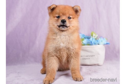 成約済の東京都のミックス犬-246760の1枚目
