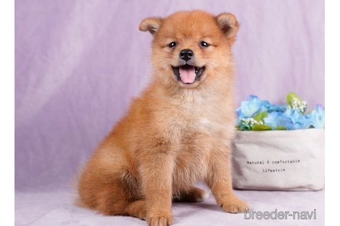 成約済の東京都のミックス犬-246760の2枚目